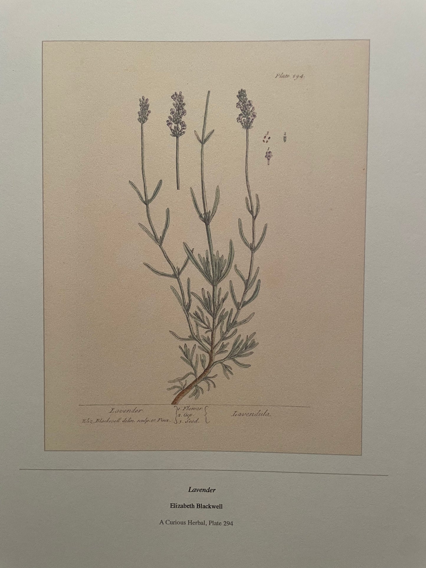 2027 Botanical Art Calendar