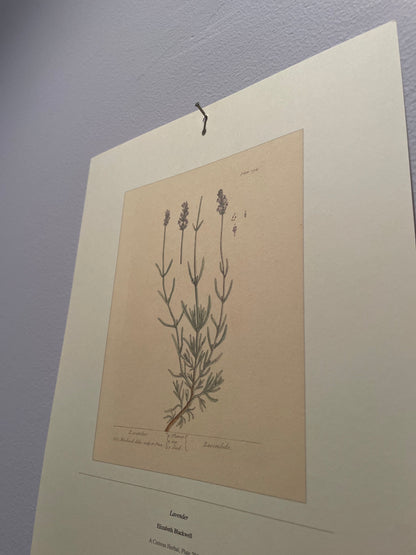 2027 Botanical Art Calendar