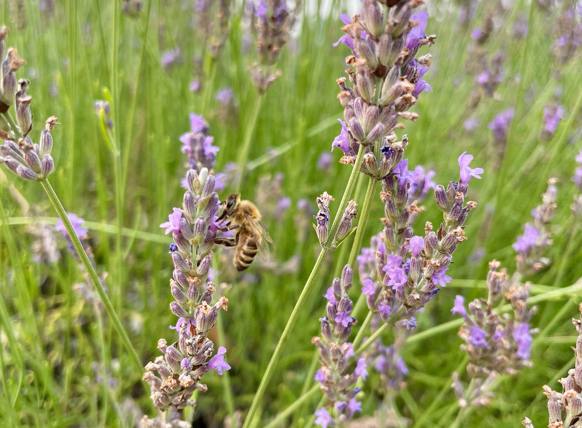 Welcome to Lady Liz's Lavender