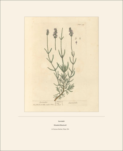 2027 Botanical Art Calendar
